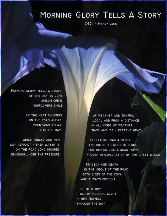 Morning glory in faded light