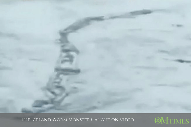 Icelandic Worm Monster OMTimes