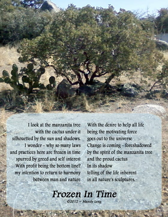 Manzanita tree with cactus growing under it