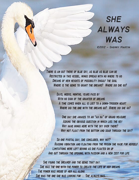 Lovely swan on the water with wings outstretched