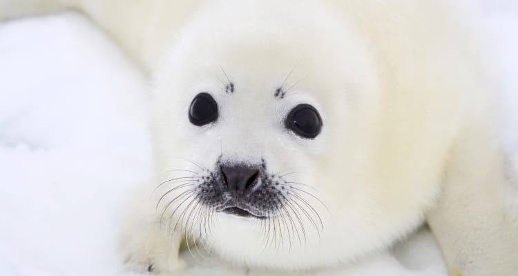 bigstock-Baby-harp-seal-pup-on-ice-of-t-26068376