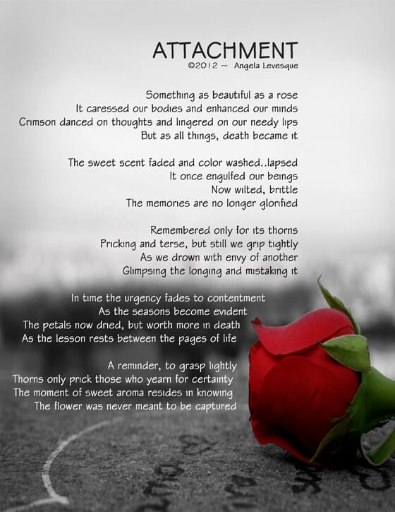 attachment, rose, thoughts, death, color, memories, contentment, seasons, flower, Angela Levesque