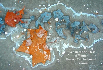 Find Beauty Everywhere- Day 14 Photo