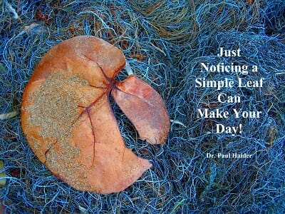 Find Beauty Everywhere- Day 15 Photo