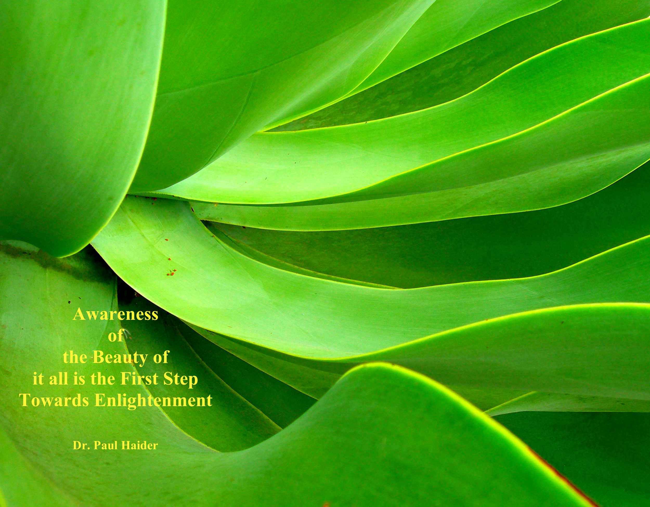 Finding Beauty Everywhere- Day 17 photo