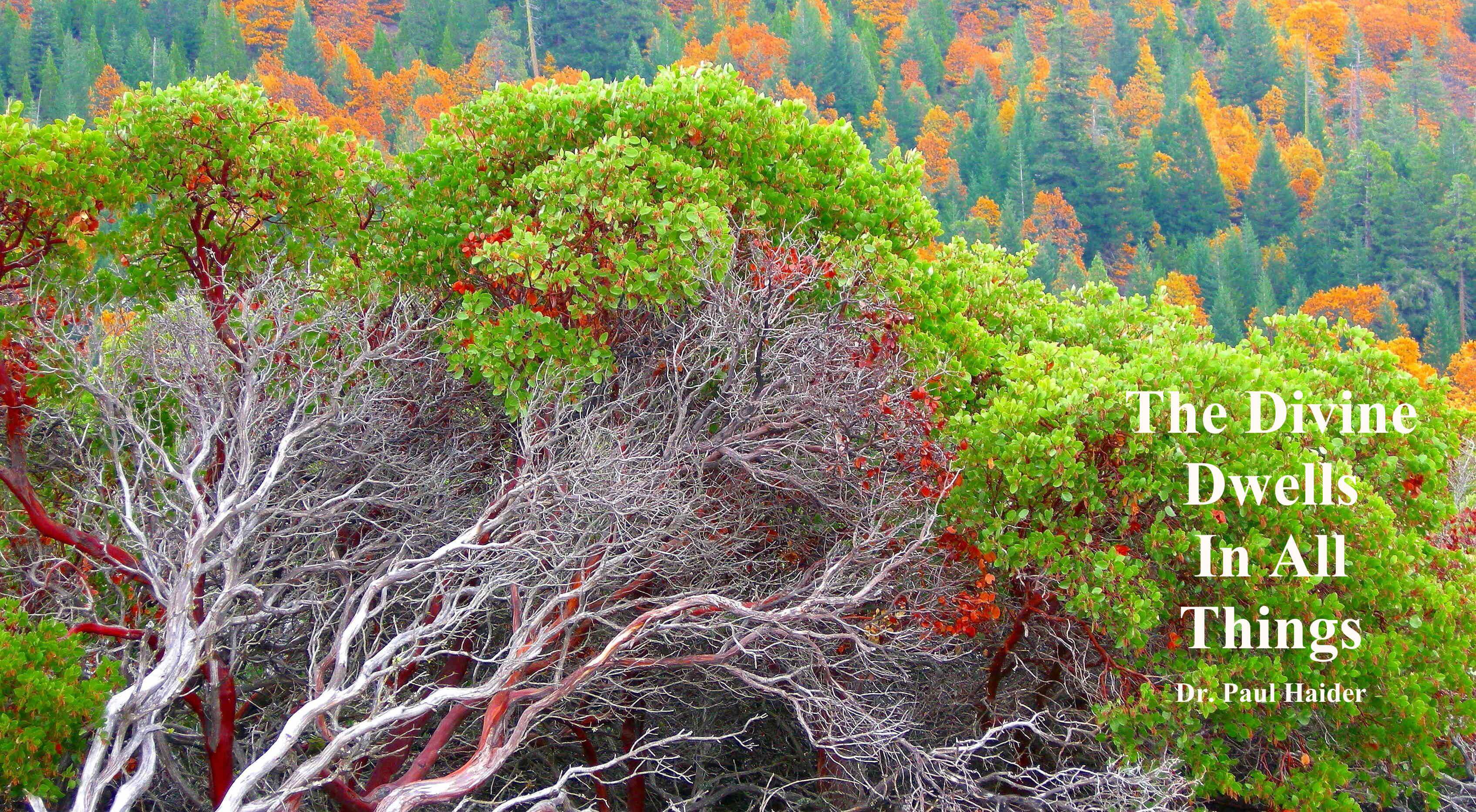 Finding the Beauty Everywhere Photo