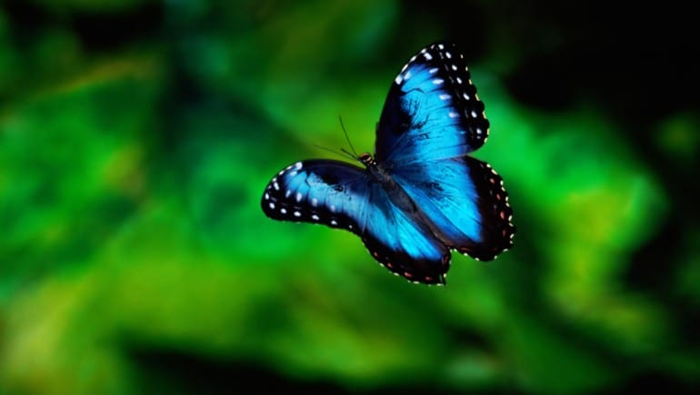 Flying-Blue-Butterfly