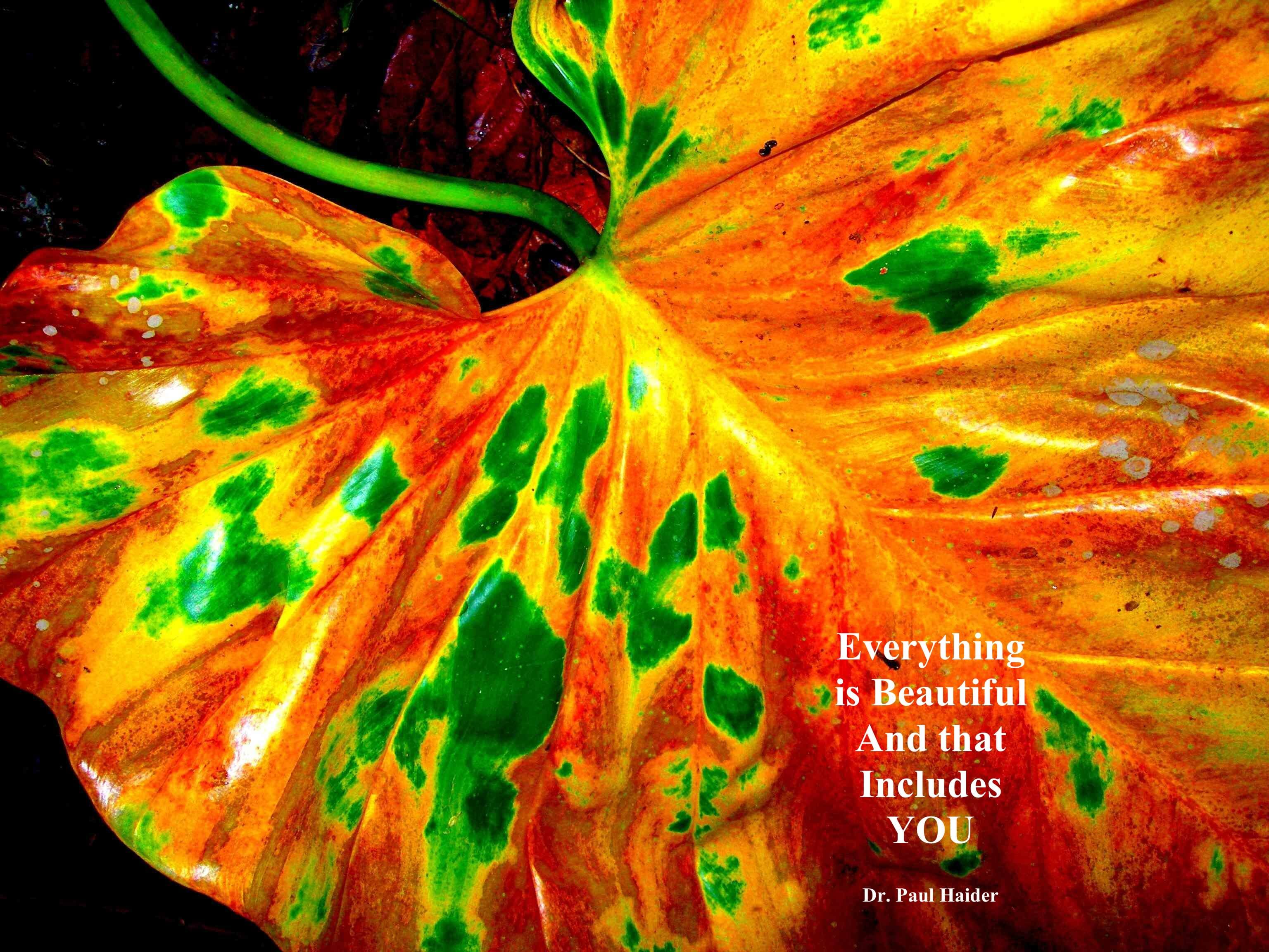 finding beauty everywhere- day 29