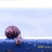 Procrastination OMTimes