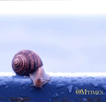 Procrastination OMTimes