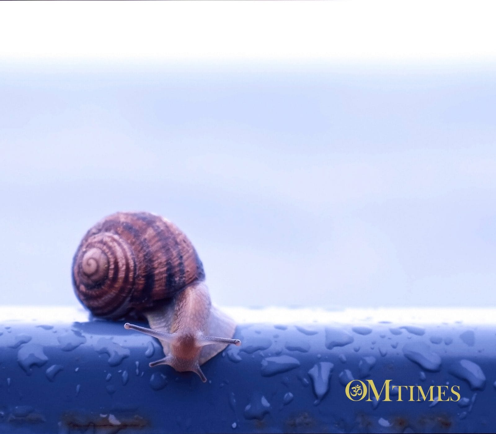 Procrastination OMTimes