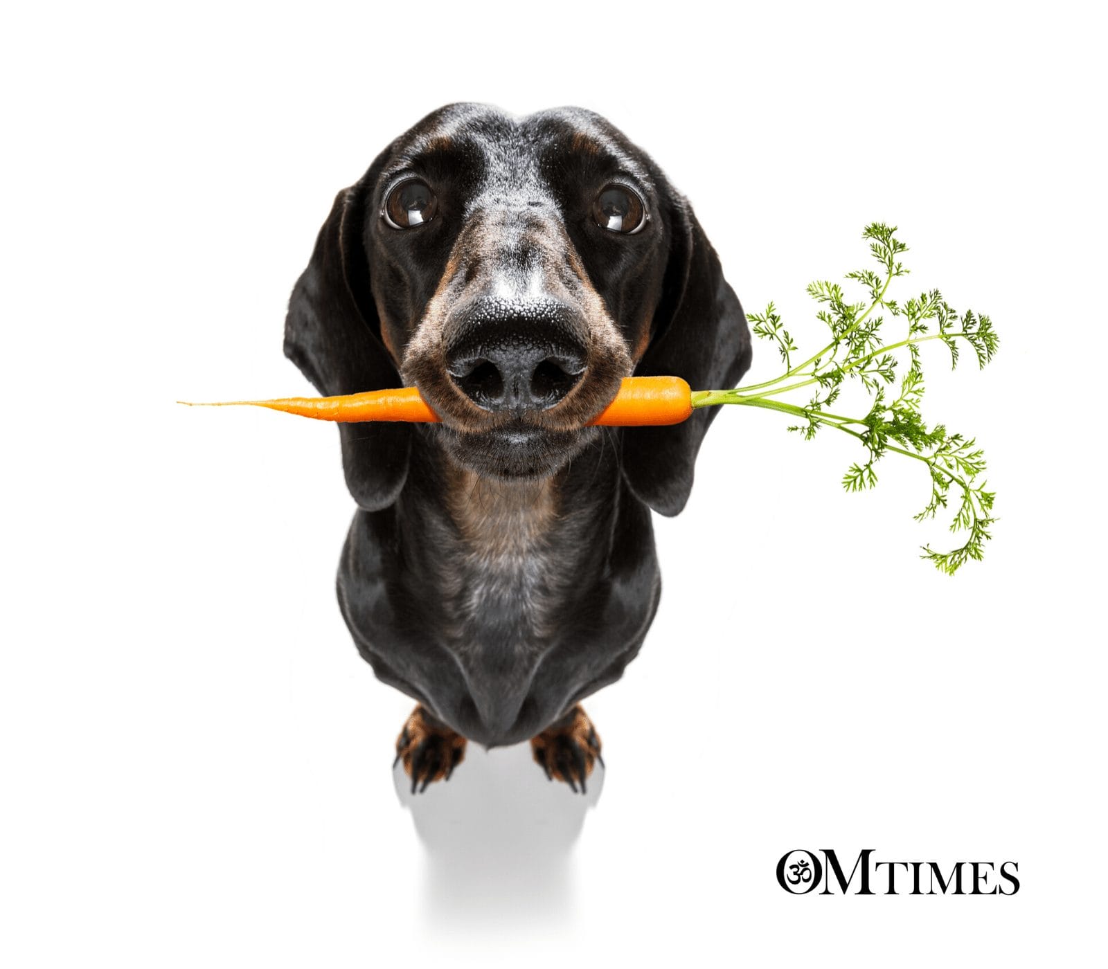 vegan spirituality OMTimes