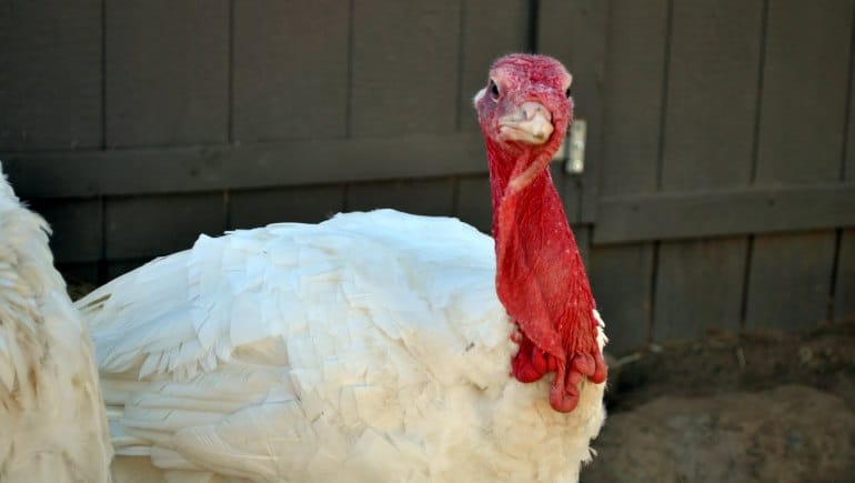 adopt-a-turkey-project