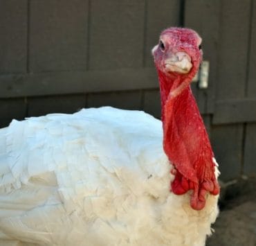 adopt-a-turkey-project