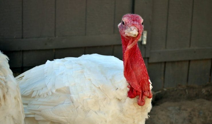 adopt-a-turkey-project