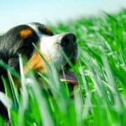 natural-flea-and-tick-products_OMTimes