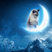 Leo-new-moon_OMTimes