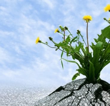 determination_OMTimes