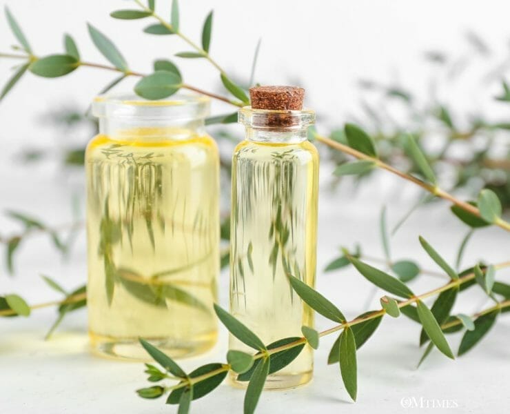 Eucalyptus Essential Oil