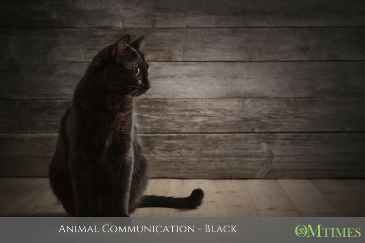 animal comminication OMTimes