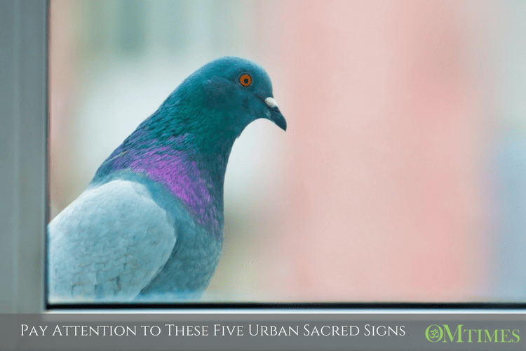 sacred signs OMTimes