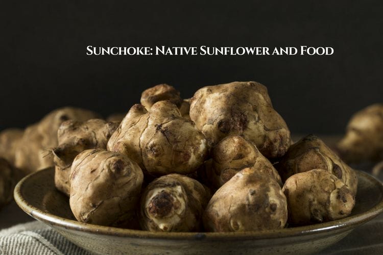 Sunchoke