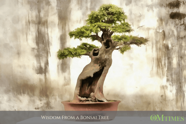 bonsai OMTimes