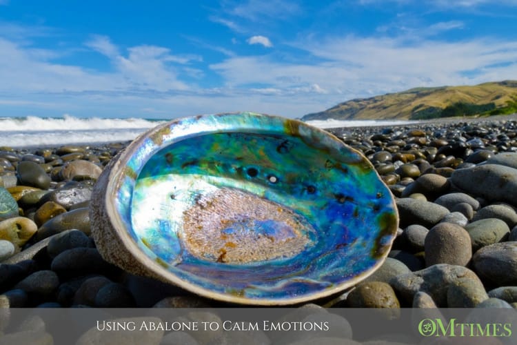 abalone OMTimes