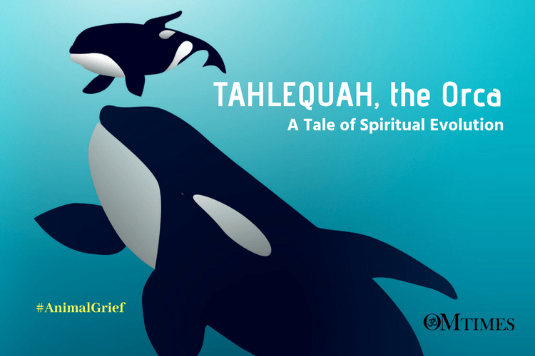 Tahlequah Orca grief OMTimes