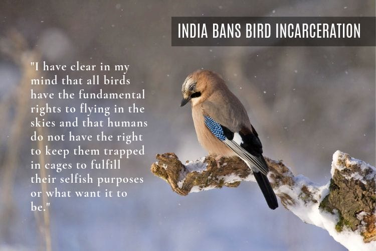 India Bans the Incarceration of birds