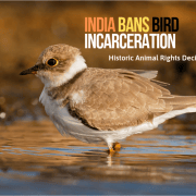 bird incarceration Birds OMTimes