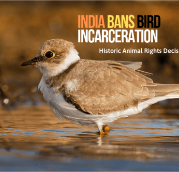 bird incarceration Birds OMTimes