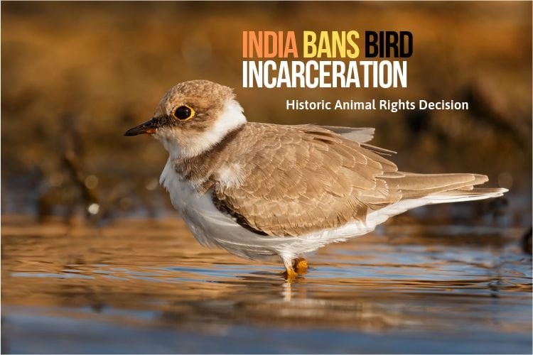 bird incarceration Birds OMTimes