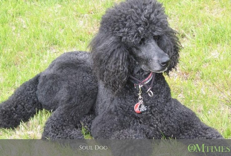 Soul Dog OMTimes