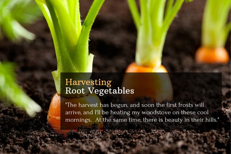 Harvesting Root Vegetables-Omtimes