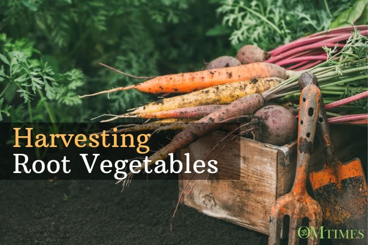 Harvesting Root Vegetables Ron Krupp OMTimes