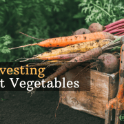 Harvesting Root Vegetables Ron Krupp OMTimes