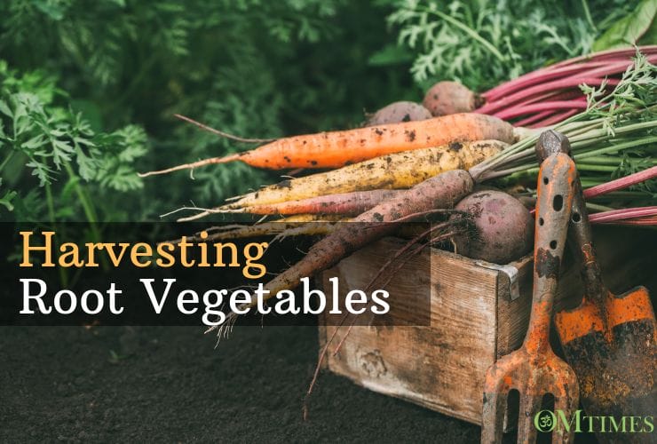 Harvesting Root Vegetables Ron Krupp OMTimes