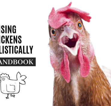 Chickens Amy Fewell OMTimes