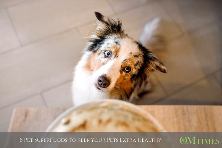 Pet Superfoods OMTimes