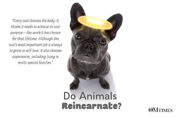 do animals Reincarnate?