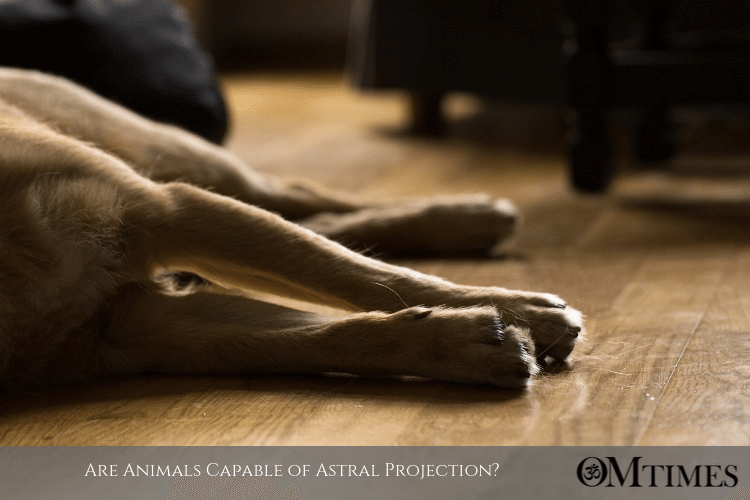 animals astral projection OMTimes