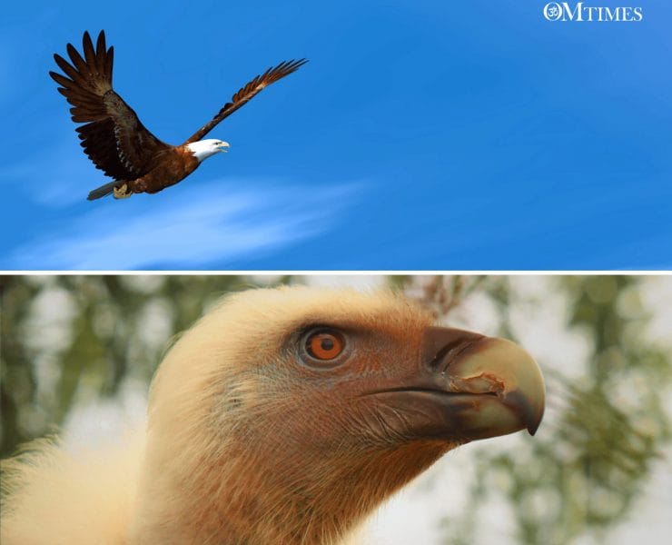 The Eagle and the Condor Pachamama OMTimes