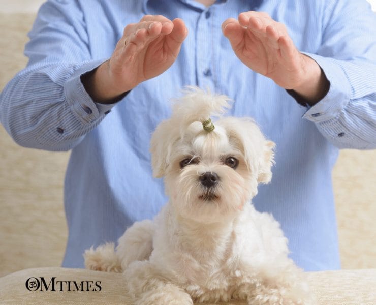 reiki animals OMTimes