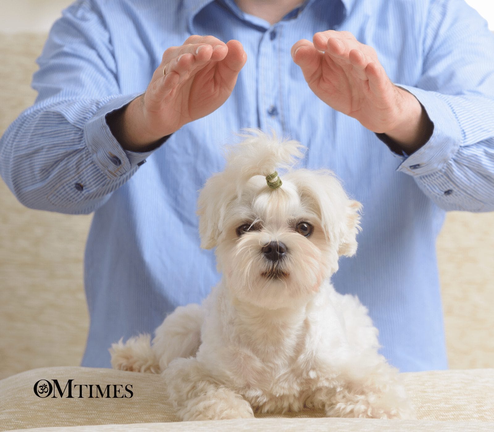 Benefits of Reiki Practice for Animals - OMTimes Magazine