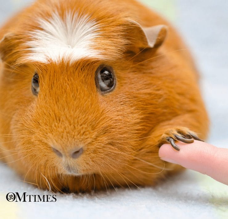 Talk With Your Pet OMTimes