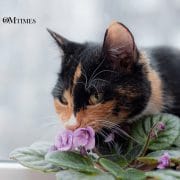 Floral Essences for Cats OMTimes