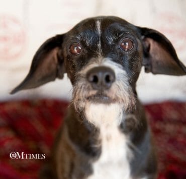 Do Animals Have Souls OMTimes