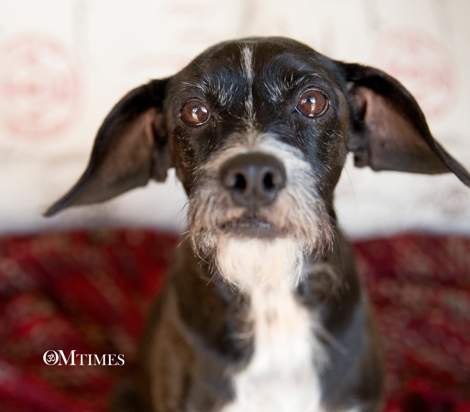 Do Animals Have Souls OMTimes