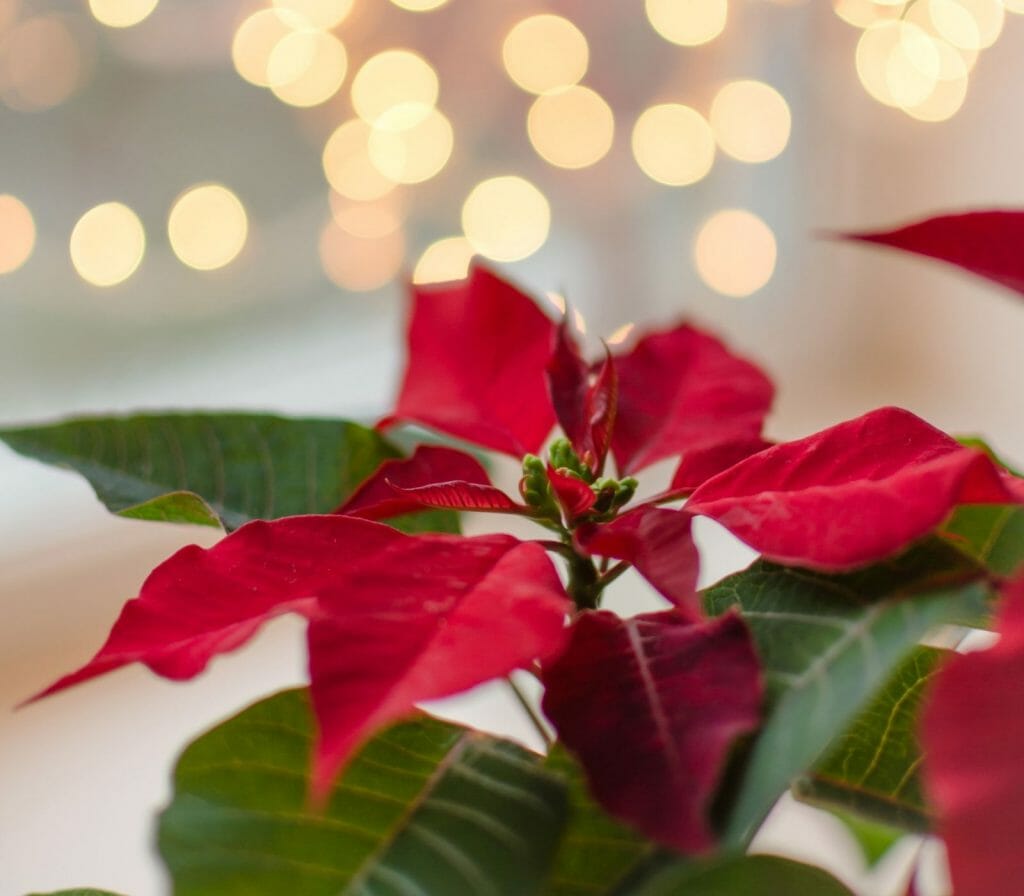 Ancient Legend of the Christmas Flower